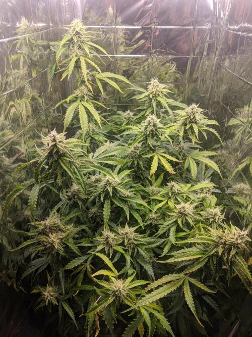 GC Auto and Milky Way Kratky. Week 13