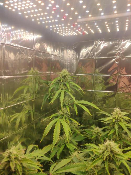 GC Auto and Milky Way Kratky. Week 13
