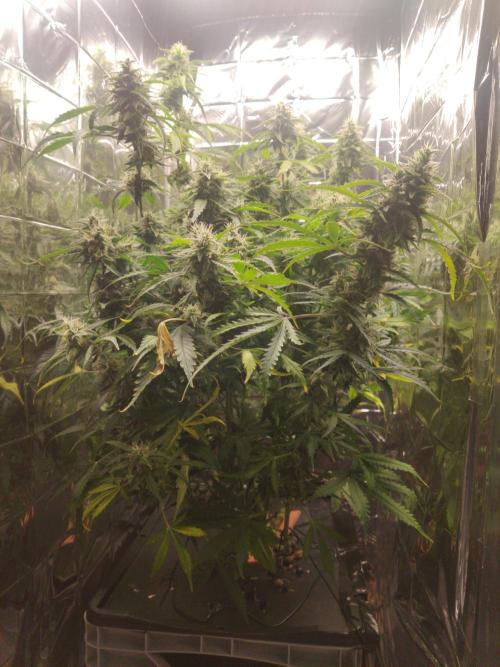 GC Auto and Milky Way Kratky. Week 13
