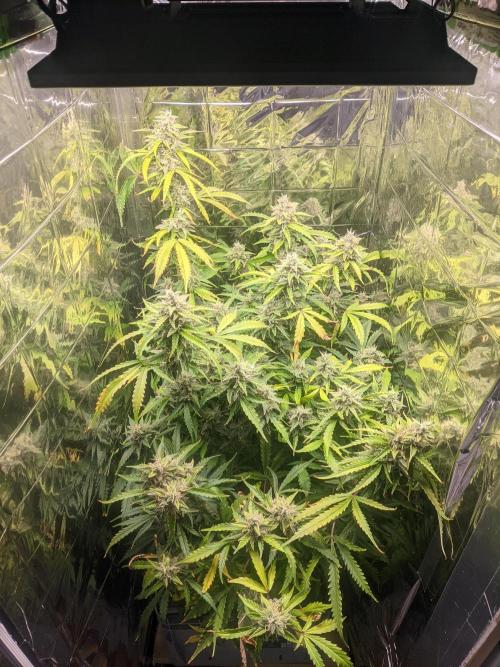 GC Auto and Milky Way Kratky. Week 14