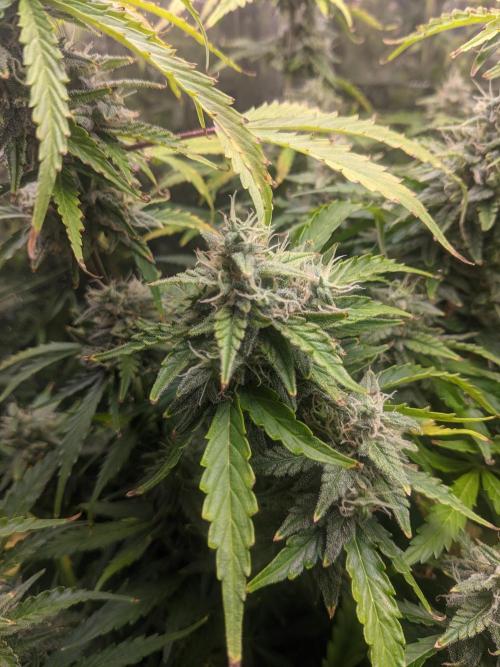 GC Auto and Milky Way Kratky. Week 14