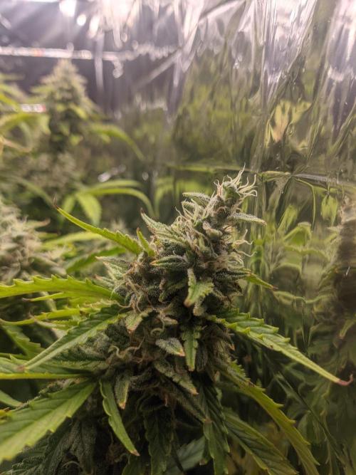 GC Auto and Milky Way Kratky. Week 14