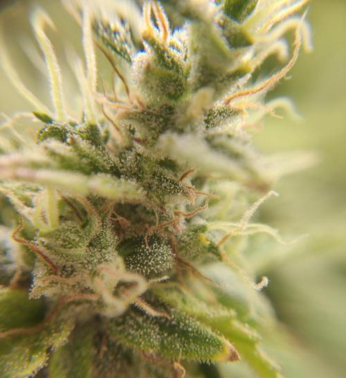 GC Auto and Milky Way Kratky. Week 14