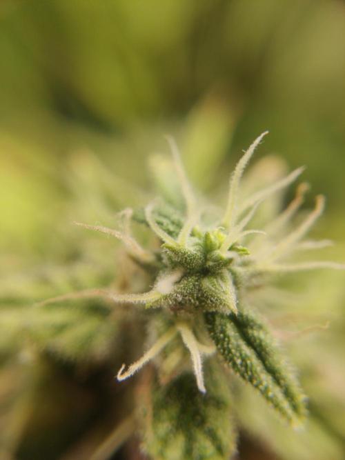 GC Auto and Milky Way Kratky. Week 14