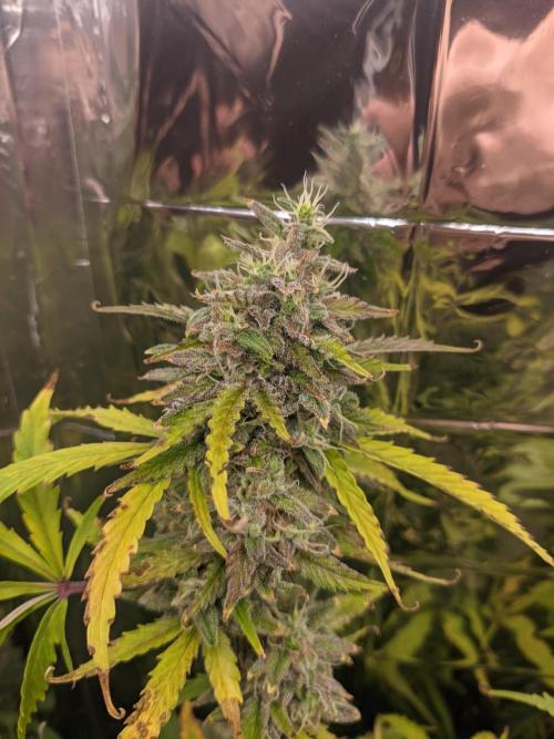 GC Auto and Milky Way Kratky. Week 15