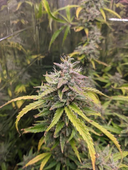 GC Auto and Milky Way Kratky. Week 15