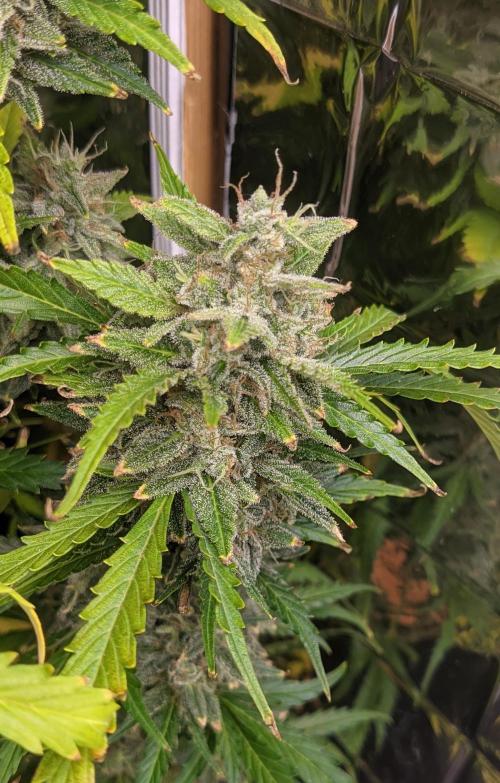 GC Auto and Milky Way Kratky. Week 15