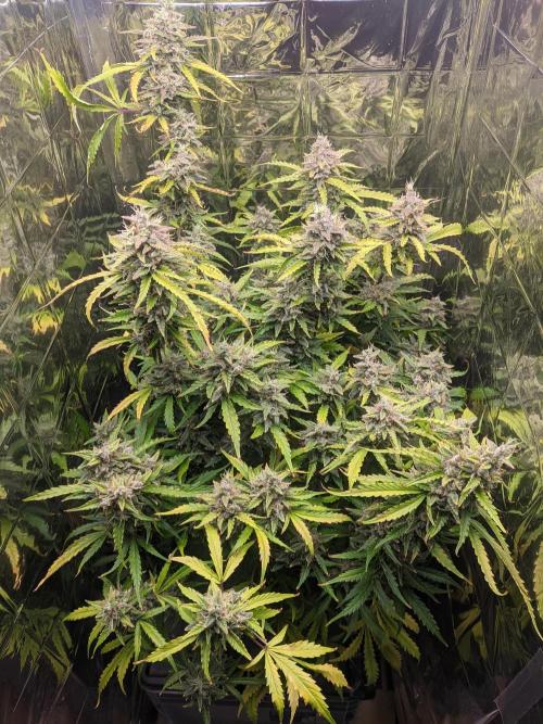 GC Auto and Milky Way Kratky. Week 15