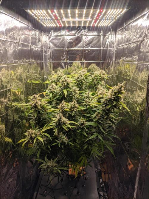GC Auto and Milky Way Kratky. Week 15