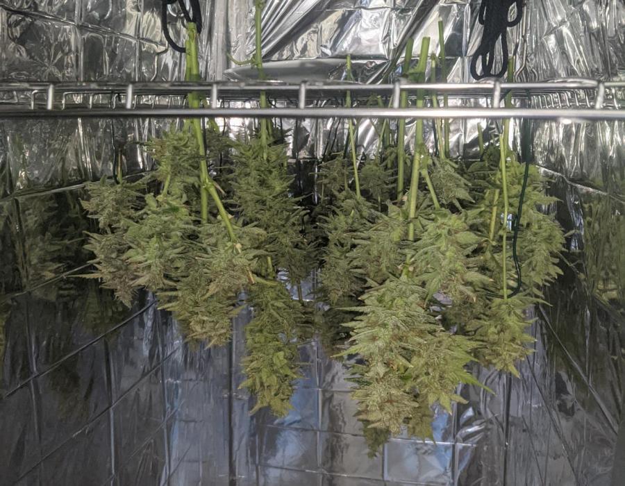 GC Auto and Milky Way Kratky. Week 14
