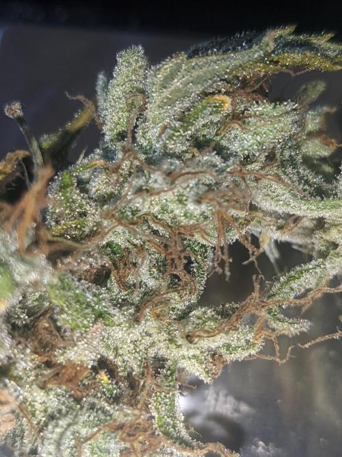 GC Auto and Milky Way Kratky. Week 14