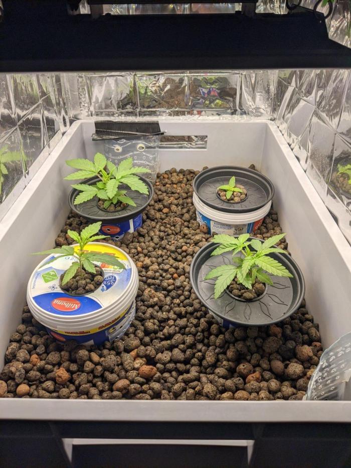 lowlight Auto test. Week 1 - GC is in slot 2, in the back on the right