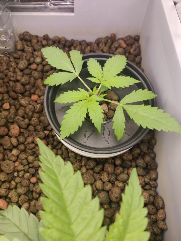 lowlight Auto test. Week 2