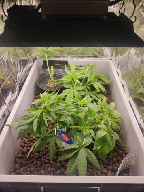 Green Crack Auto. Week 3