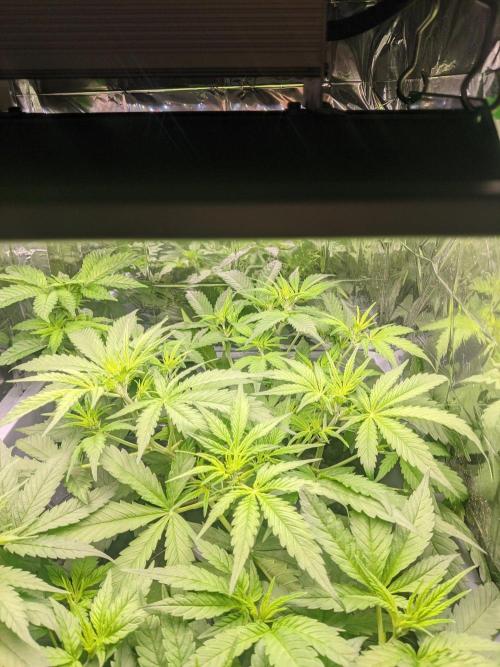 lowlight Auto test. Week 5 - Today