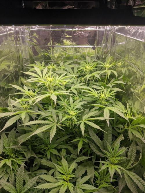 lowlight Auto test. Week 6