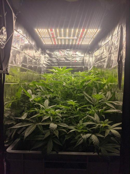 lowlight Auto test. Week 6