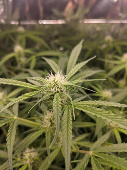 lowlight Auto test. Week 7