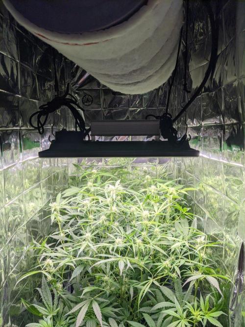lowlight Auto test. Week 7
