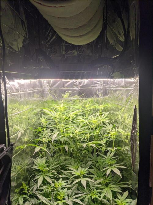 lowlight Auto test. Week 7