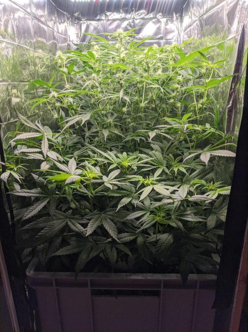 lowlight Auto test. Week 7
