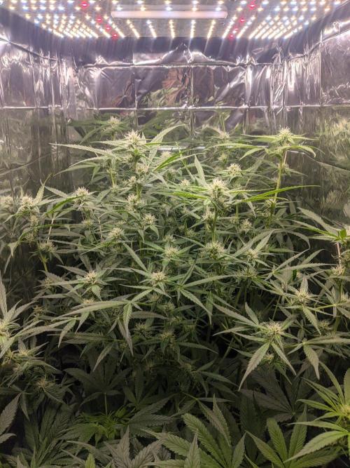 lowlight Auto test. Week 8