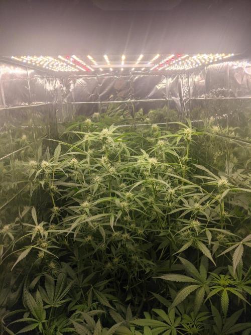 Green Crack Auto. Week 8