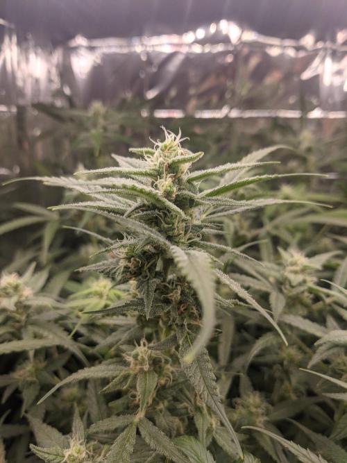 lowlight Auto test. Week 9 - Saturday