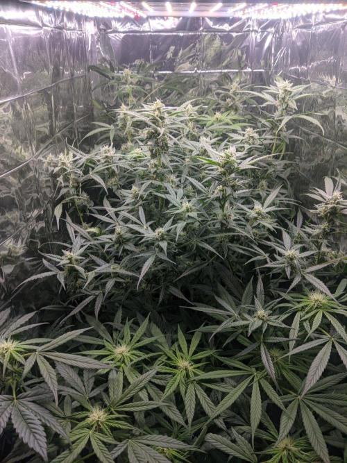 Green Crack Auto. Week 9