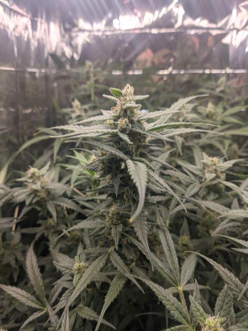 lowlight Auto test. Week 10