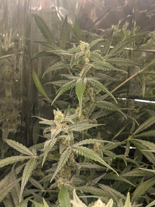 lowlight Auto test. Week 10 - Buds in the back