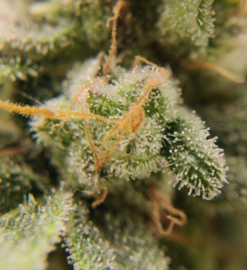 Green Crack Auto. Week 11