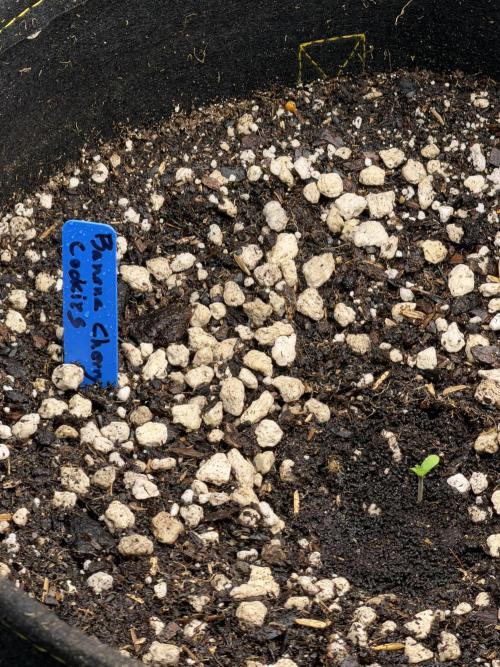 Indoor, living soil, 4x8 grow room. Week 0