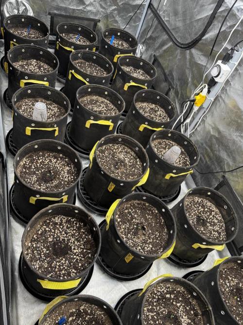 Indoor, living soil, 4x8 grow room. Week 0