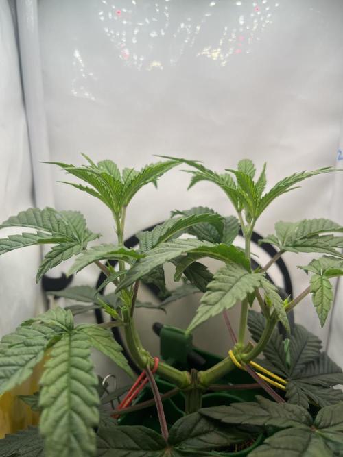 FruitGum UKHTA. Week 5 - На 8 готово