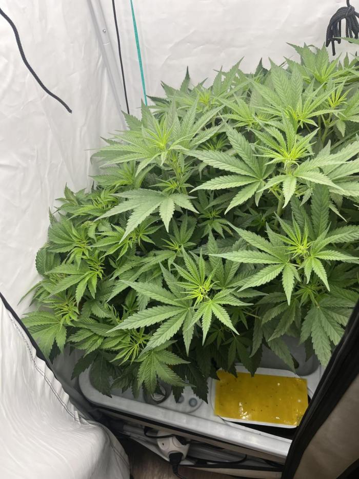 50 dragons + Grandpas deasel. Week 8 - Драконы 16 кол
Дизель 32