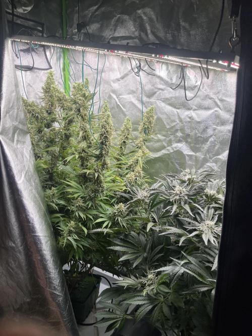 Do si DOS + coffee creamer x 50 dragons. Week 7 - Подвязал