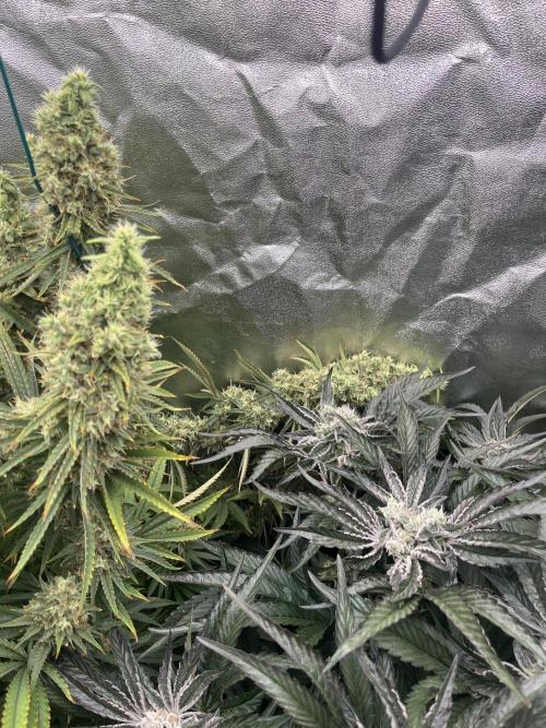 Do si DOS + coffee creamer x 50 dragons. Week 7 - Падают