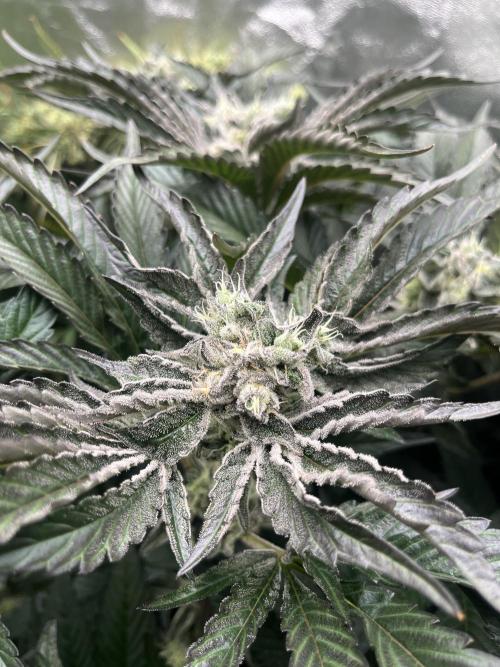 Do si DOS + coffee creamer x 50 dragons. Week 7 - Ухта