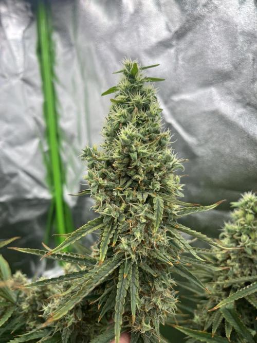 Do si DOS + coffee creamer x 50 dragons. Week 7