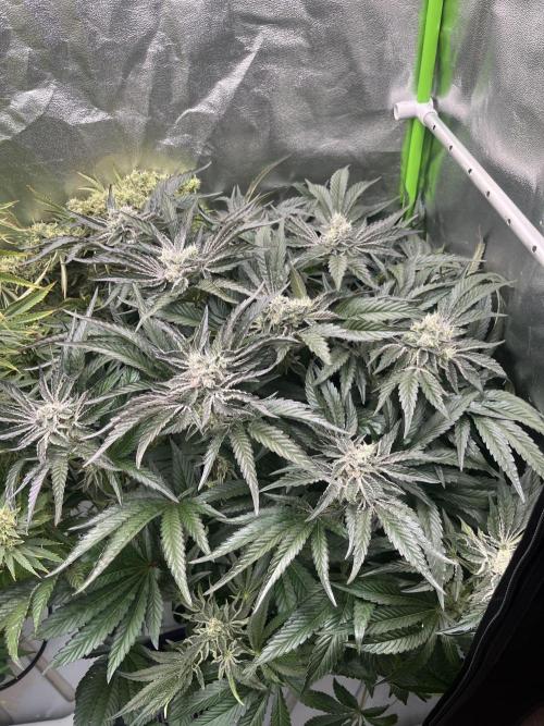 Do si DOS + coffee creamer x 50 dragons. Week 7