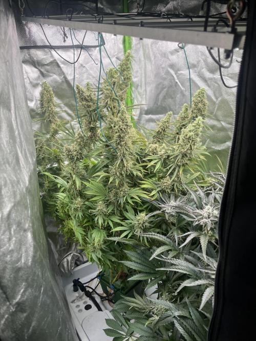 Do si DOS + coffee creamer x 50 dragons. Week 7