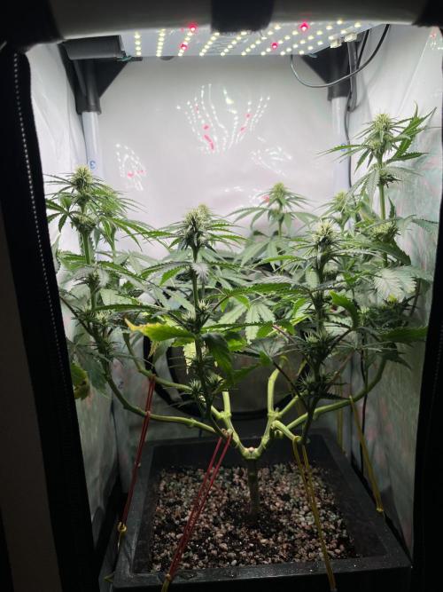 Красная стрела. Week 8