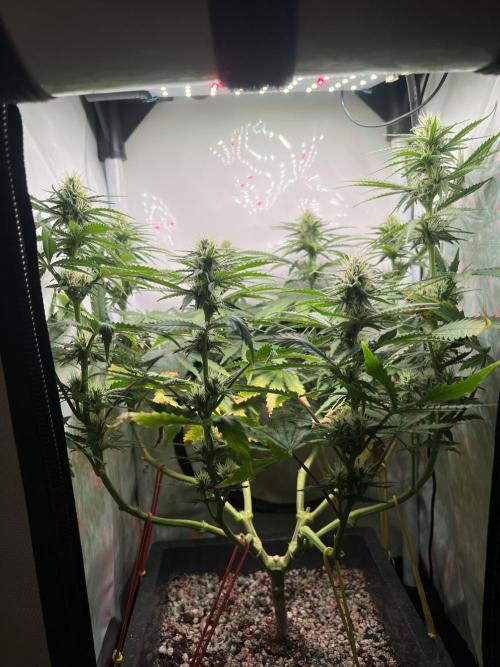 Красная стрела. Week 8