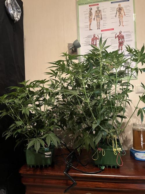 50 dragons + Grandpas deasel. Week 9