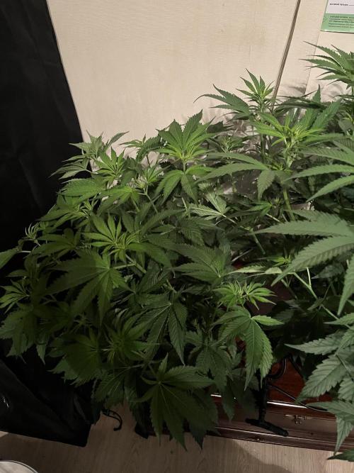 50 dragons + Grandpas deasel. Week 9 - Драконы