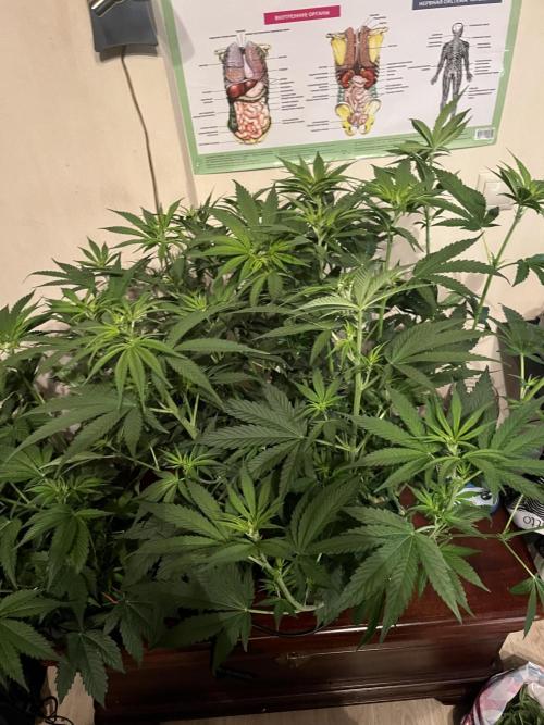 50 dragons + Grandpas deasel. Week 9 - Дизель