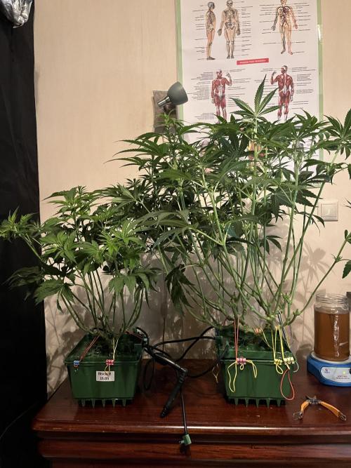 50 dragons + Grandpas deasel. Week 9 - После