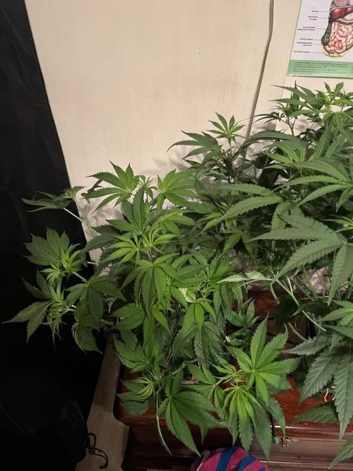 50 dragons + Grandpas deasel. Week 9 - Дракон