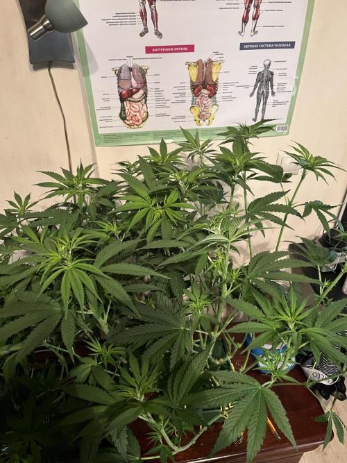 50 dragons + Grandpas deasel. Week 9 - Дизель очень вытянулся, жаль